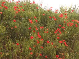 Poppies on Hillside