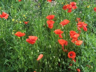 Poppies in May