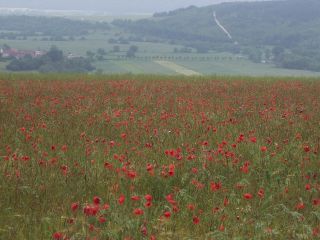 Poppy Field near Tranchees des Soif