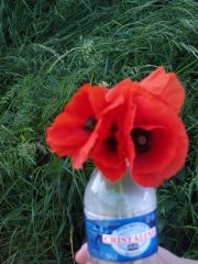 Susan's poppy arrangement